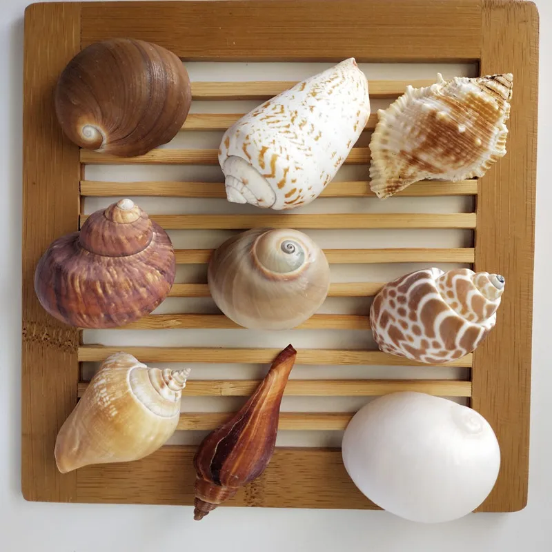 

9 boutique name snailS esame shell natural shell conch creative materials drifting bottle shell painting accessories