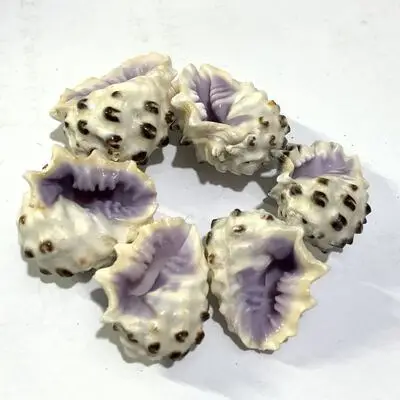 

Rare conch purple mouth rock snail fish tank and crab tank landscape decoration collection of pure natural conch