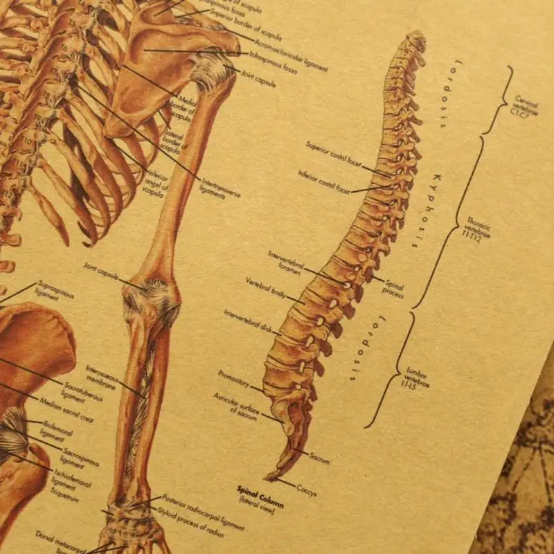 Настенный постер из крафт-бумаги с изображением человеческого тела товары для