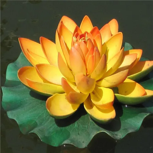Selling! 5Pcs Red beautiful water lily bonsai hydroponics plant aquatic flower pot lotus garden |