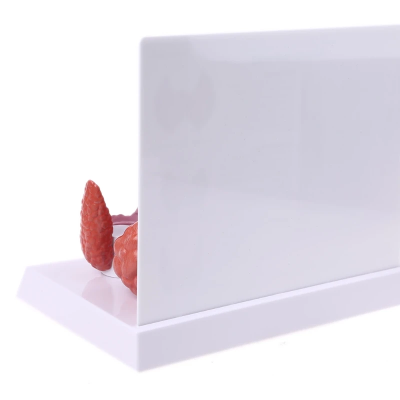 Модель анатомической щитовидной железы человека патология анатомия