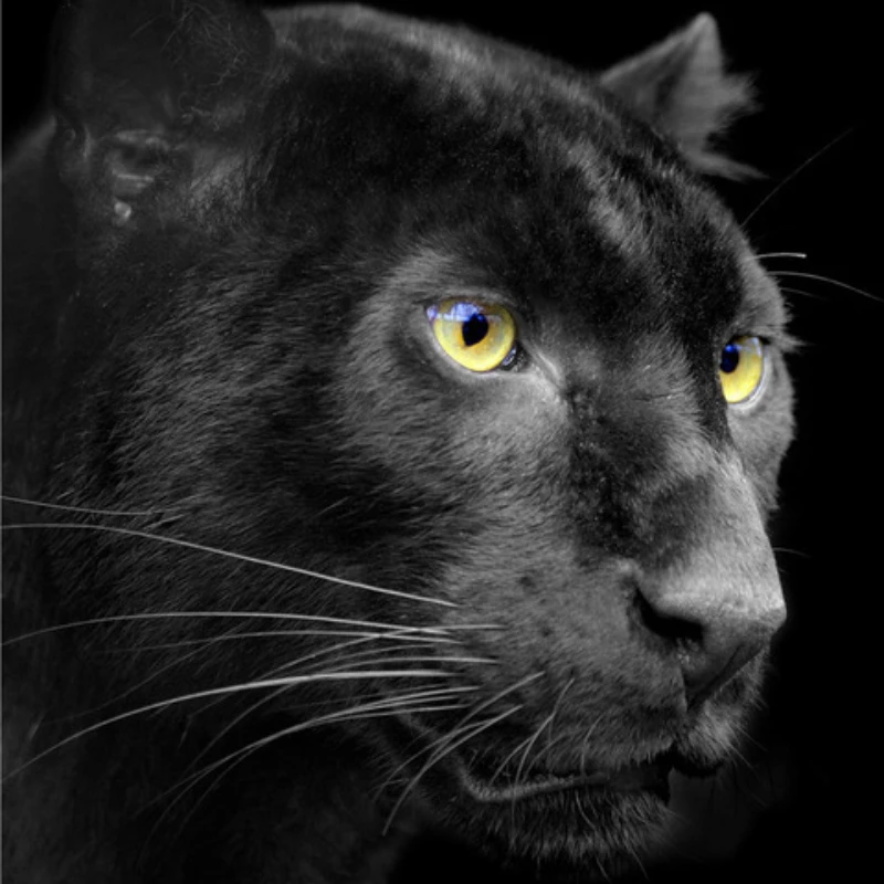 

Simple and Modern Black and White Panda Animal Creative Poster Light Luxury Home Living Room Decoration Frameless Picture Core