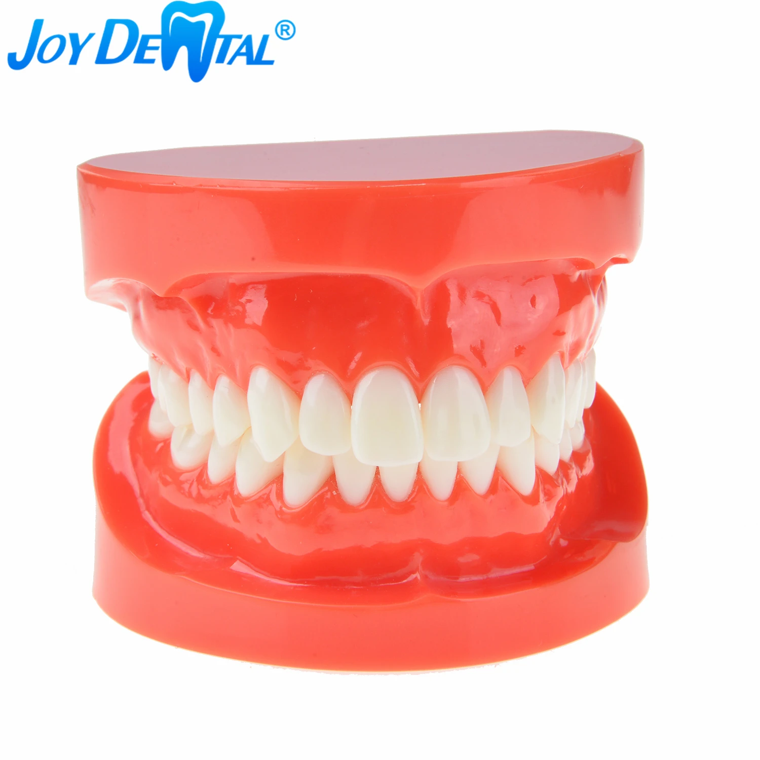 Зубы для обучения стоматологии зубы взрослых стандартная модель зубов