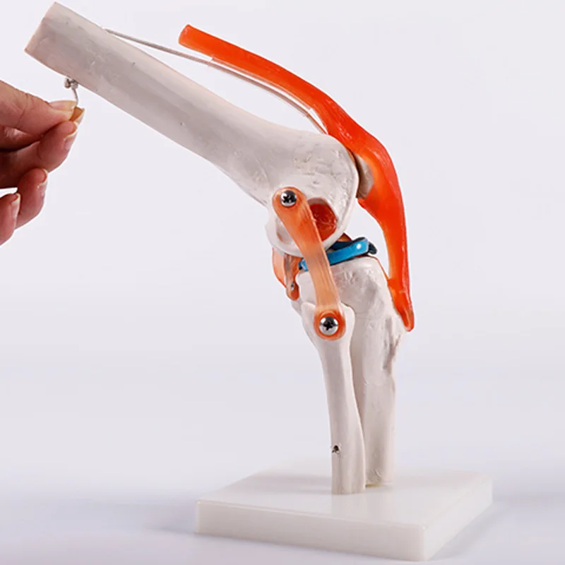 Человеческие волосы натуральный Размеры коленного сустава анатомическая модель