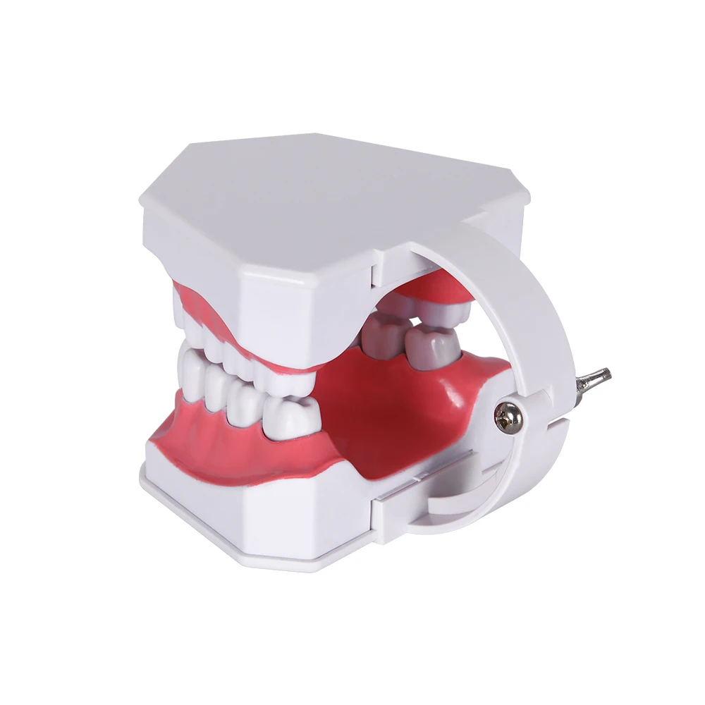 Стоматологическая модель зубов 1: 2 зуба большой школьное оборудование для