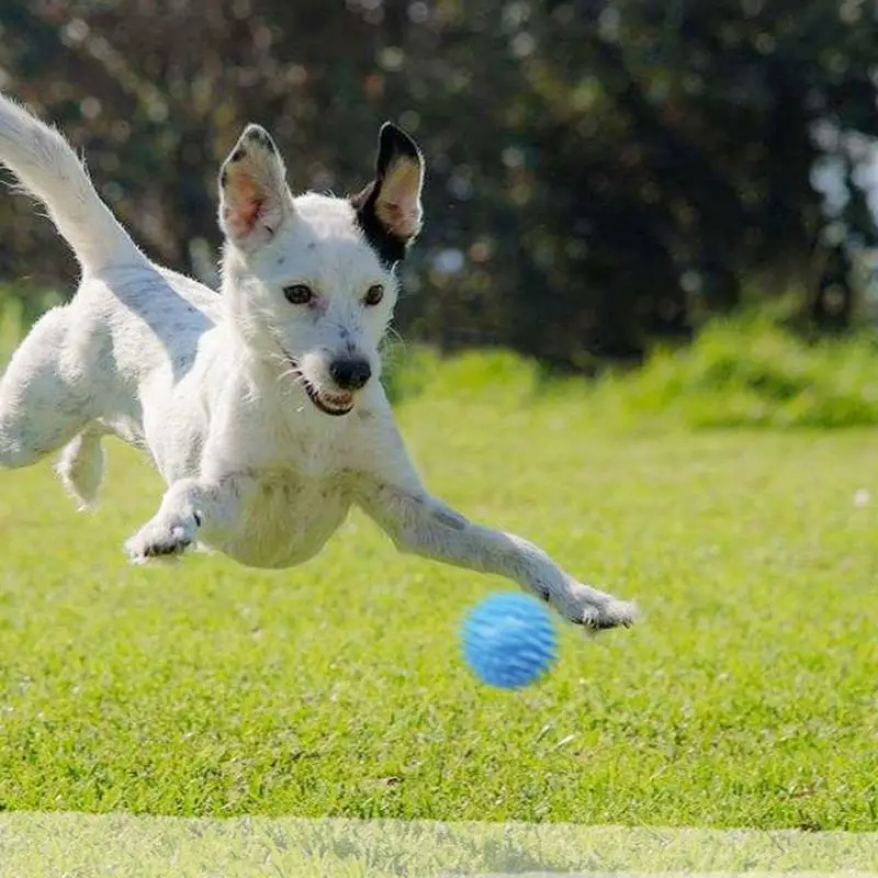 

Creative Dog Toy Ball Interactive Dog Chewing Cleaning Teething Toys Puppy Bite Resistant Spike Ball Toy Dogs Playing Supplies