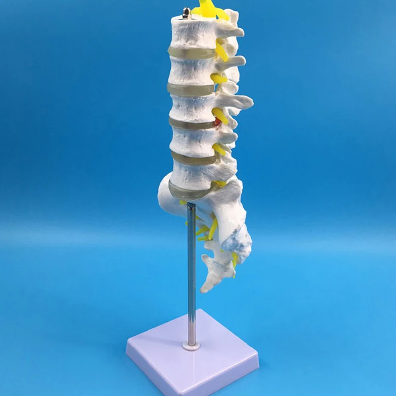 Life Size Lumbar Spine Model Lumbar Vertebral Spine Anatomy Model for ...