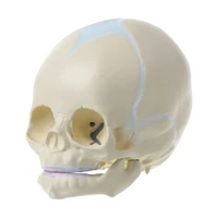 1 1 human fetal baby infant medical skull anatomical skeleton model teaching supplies for medical science