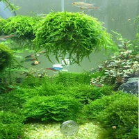 new fashion aquarium marimo moss ball live plants filter for java shrimps fish tank newest