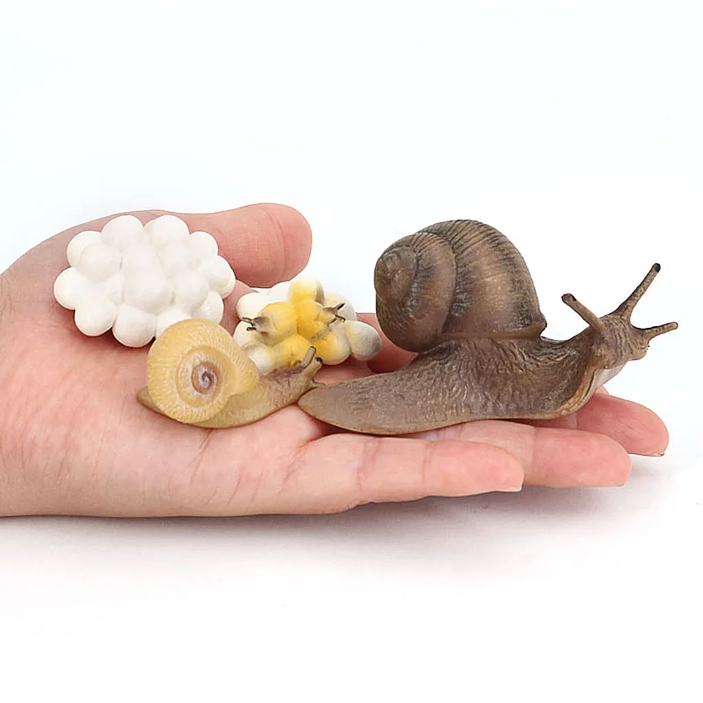 

Simulation Snail Growth Life Cycle Child Educational Learning Cognitive Toys