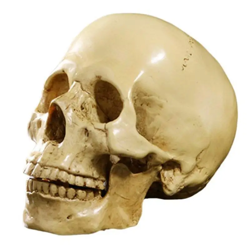 

SHGO HOT-Model 1: 1 Resin Human Skull Anatomical Teaching Decoration Yellow