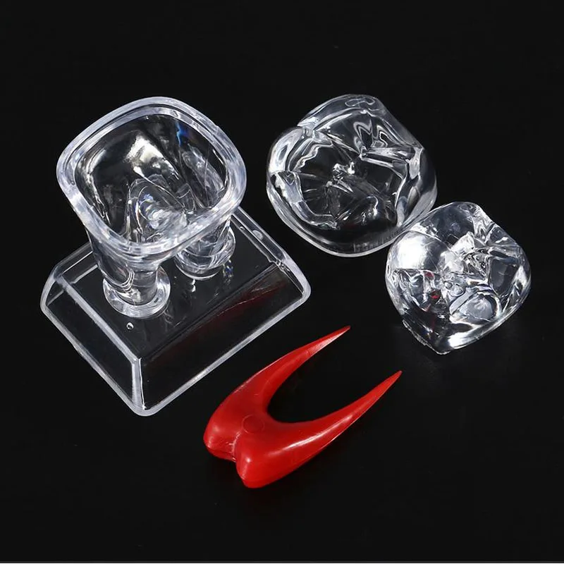 Большой Зуб Молярная Модель разделяемая обучающая демонстрационная модель