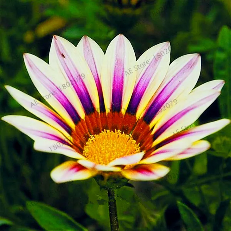 10 100 шт./пакет разноцветные Gazania rigens flores, цветок растения для дома и сада, бонсай для внутреннего и наружного спорта посадки - Цвет: 10