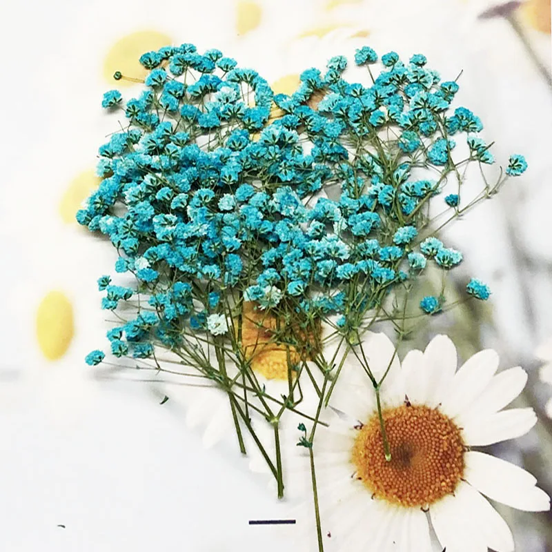 Сушеные прессованные впитываемые цветы Гипсофилы гербарий из растений 5-10 см 60