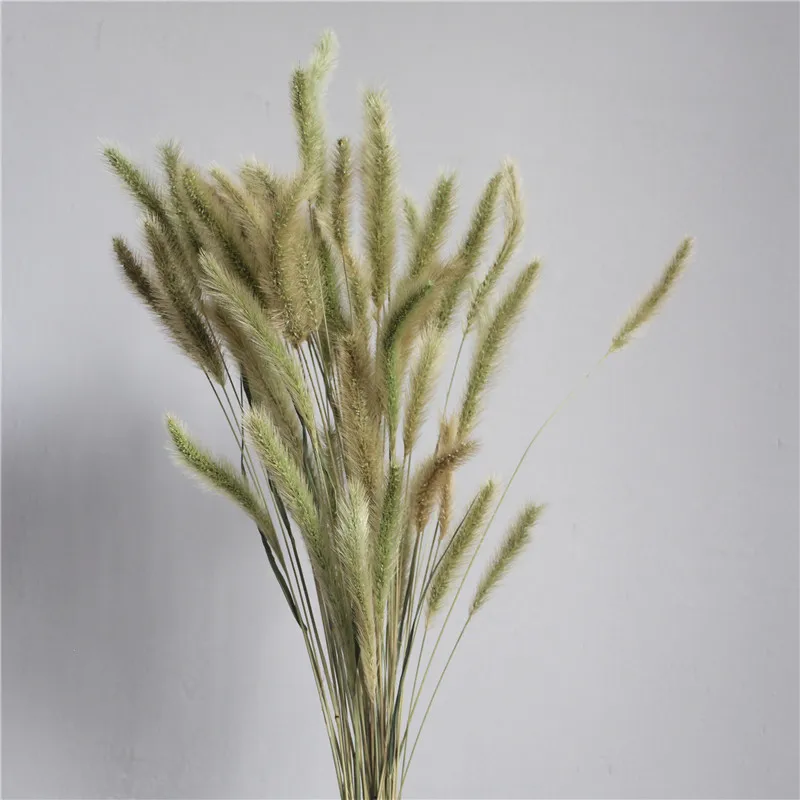 100 шт. Бесплатная доставка букет из высушенной собачьей травы необработанных
