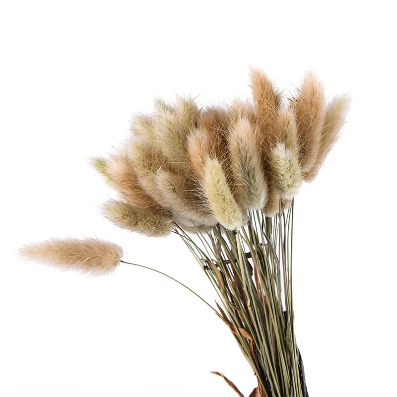 

Dried Flower Bouquet Rabbit Tail Grass Ins Style Decoration Accessories Photo Props Immortal DIY Material Aesthetic Room Decor