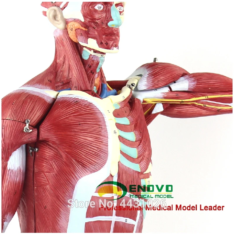 Эново анатомическая модель анатомии человеческого тела мышц и внутренних