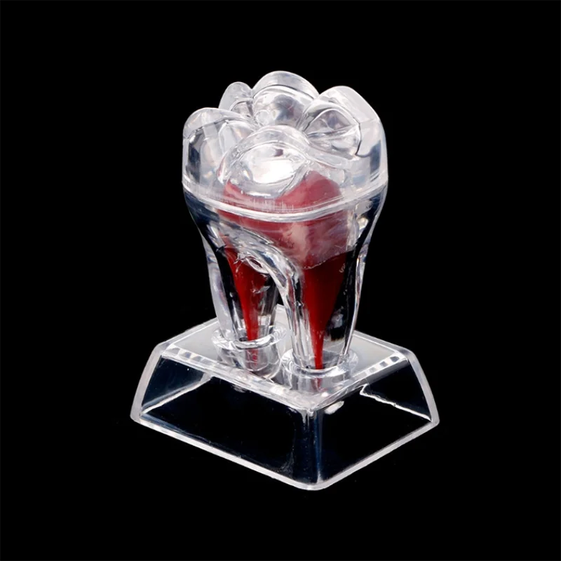 

Tooth model tooth base hard separable teeth molar model separable 1pc tooth shape gift dental teaching research model