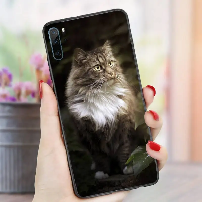 

pet maine coon cat cute animal Phone Case For Huawei honor Mate P 10 20 30 40 i 9 8 pro x Lite smart 2019 nova 5t