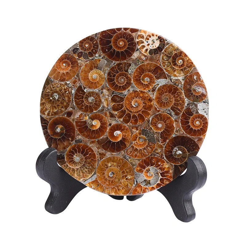 

90-110mm Madagascar Fossils Ammonite Slice Round Plate Coasters Natural Shell Stones And Minerals Specimen