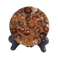 90 110mm madagascar fossils ammonite slice round plate coasters natural shell stones and minerals specimen