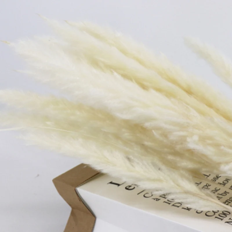 

White Pampas Grass Decorative Dried Plants Dried Natural Flowers Bulrush Wedding Flower Bunch Natural Phragmites Communis