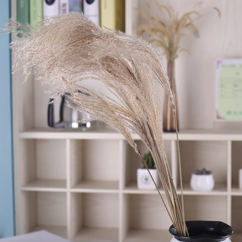 

Echt Weizen Dekoration Natrliche Pampas Kaninchen Schwanz Gras Getrocknete Blumen Fr Hochzeit DIY Handwerk Typha Lagurus ovatus