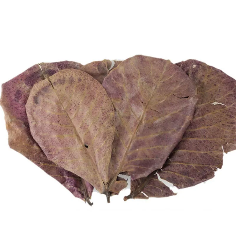 Аквариумный фильтр Terminalia Catappa Foetida с листьями миндальными для очистки рыб 10 шт.