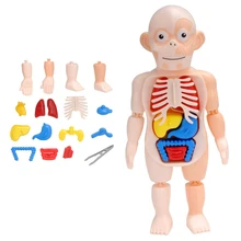 3D Human Body Torso Model Realistic Human Anatomy Display Assembly Toys Kid Adult Educational Learn DIY Organ Medical Teach Tool