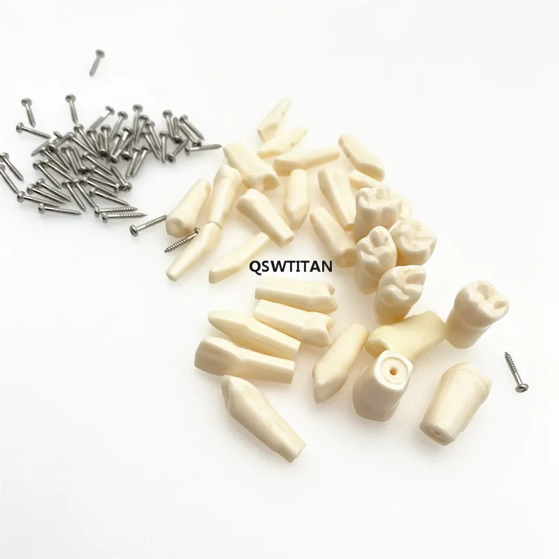 Совместимая модель зуба Nissin Материал пластмассы обучающая зубов сменные зубы |