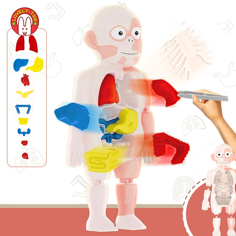 

Обучающие сборные игрушки для самостоятельного обучения, наборы инструментов для обучения телу, 3D головоломки Монтессори, модель анатомии ...