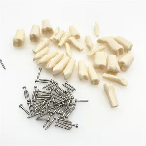 Съемный зуб для тренировочной модели, зубная гранула и винт, обучающая имитационная модель зубов