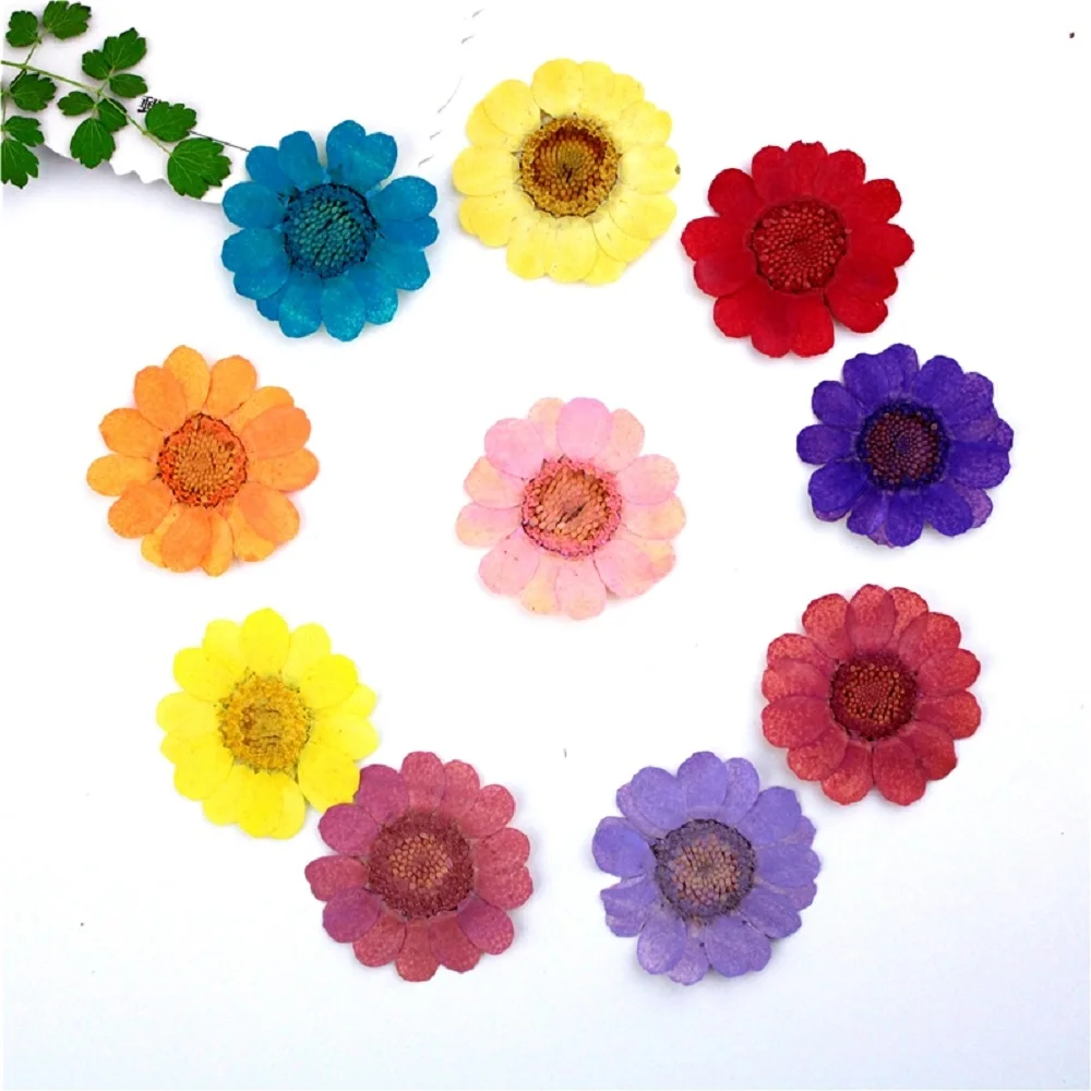 

60pcs Pressed Dried Flower Chrysanthemum Multicaule Plants Herbarium For Epoxy Resin Jewelry Making Frame Phone Case Craft DIY