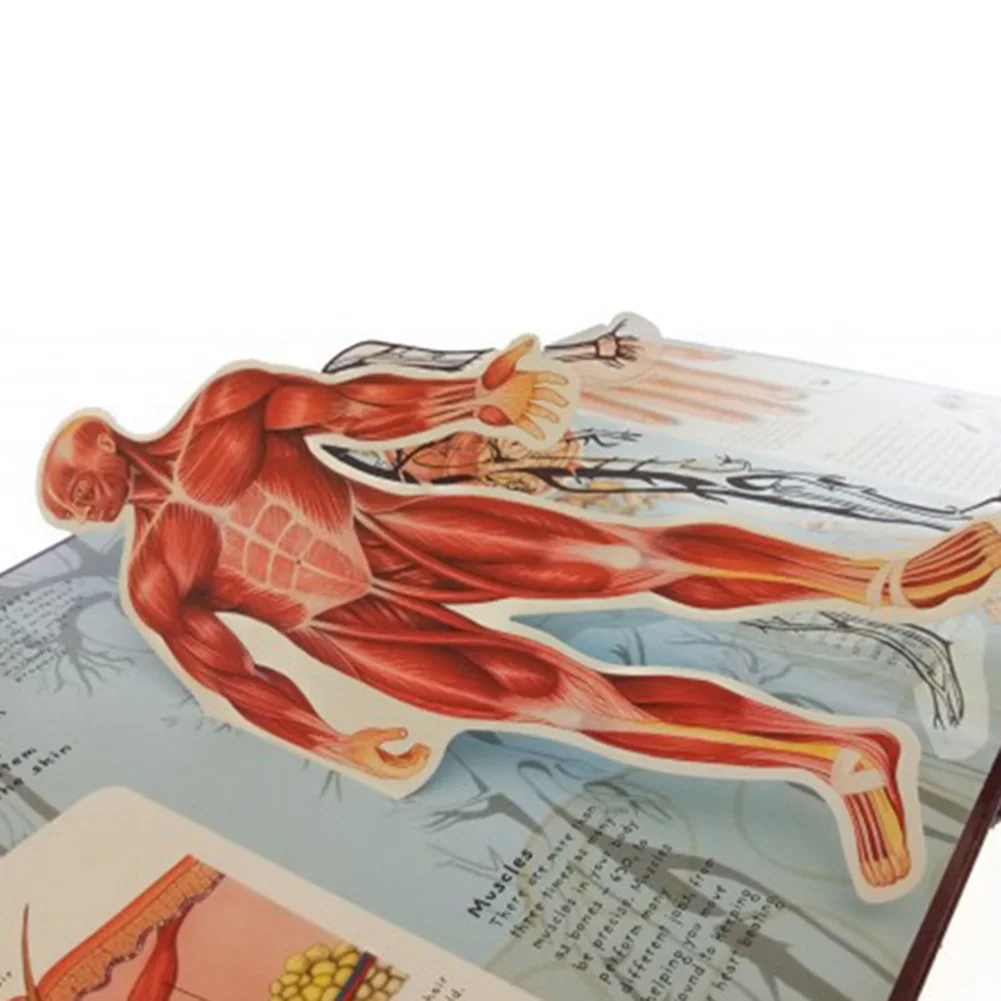 

Anatomy of The Human Body in English Popular Science Book 3D Picture Book Early Education Book for Kid NSV775