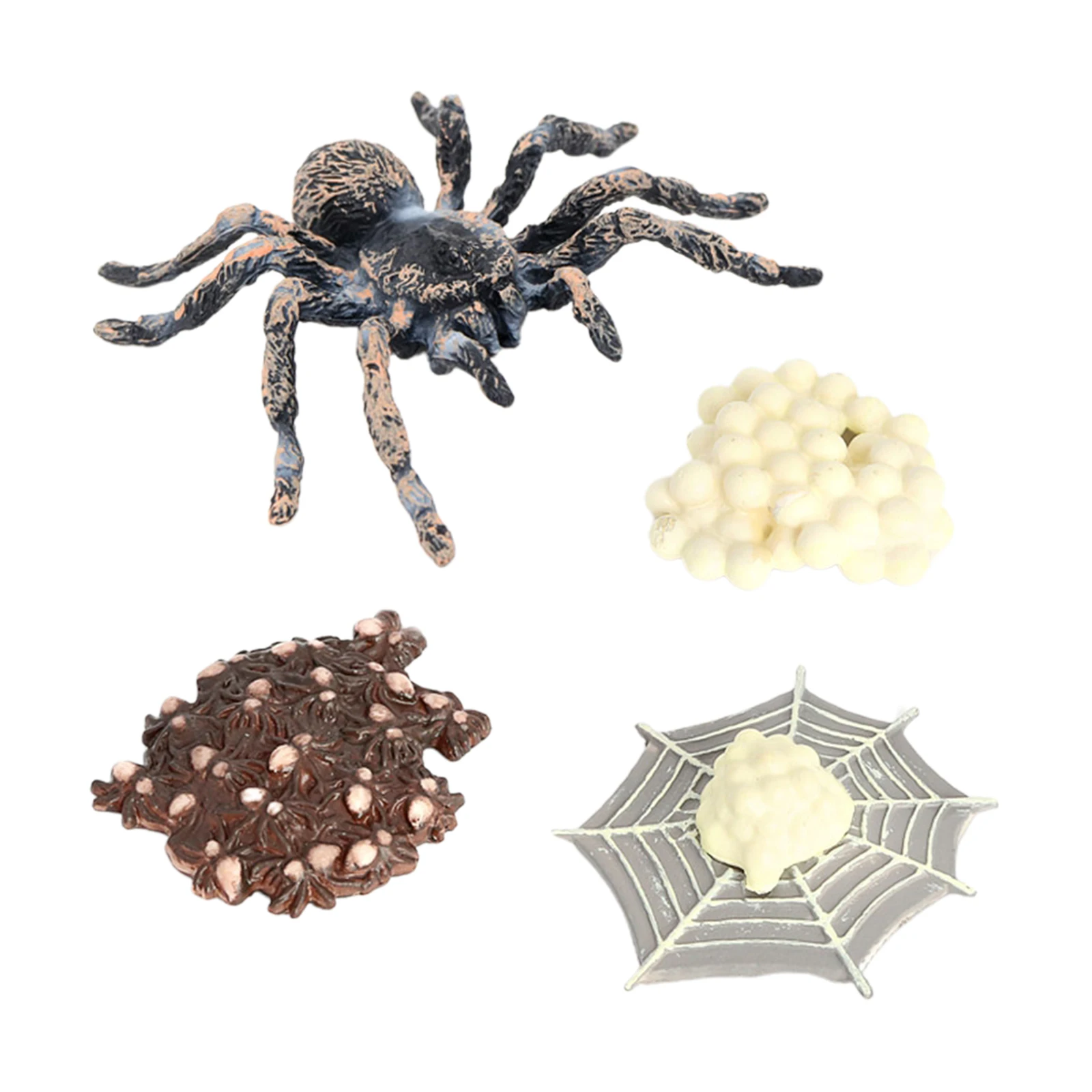 

Meticulously Designed Giant Whiteknee Spider Lifecycle Figures Educational Accessory to Our Live Kit