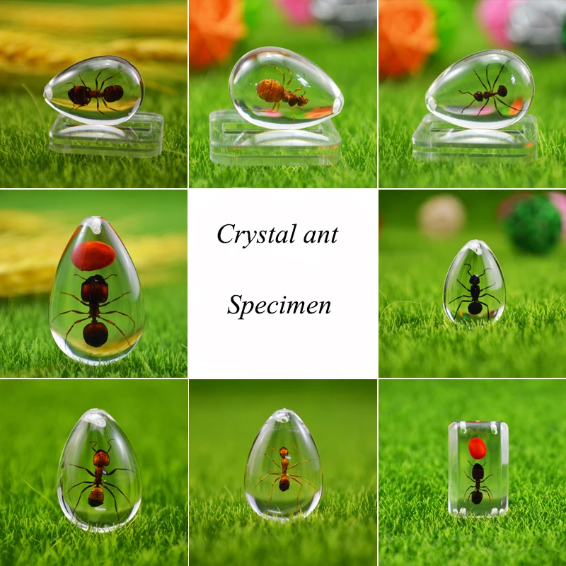Pet Ant HD акриловый образец Муравьиное гнездо украшение фотографический