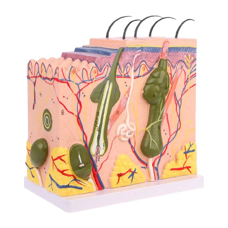 

High Quality Human Skin Model Block Enlarged Plastic Anatomical Anatomy Medical Teaching Tool