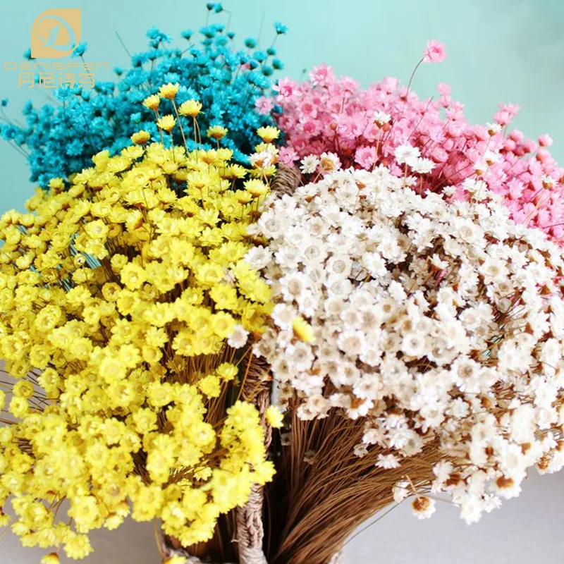 Natural Para Casamento Decoração De Casa Denisfen Mini Flores Secas  Decorativas Adoráveis Pequena Estrela Floral 200