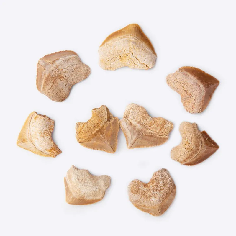 Спиральный акулий зуб косырьевая морская биология научный материал