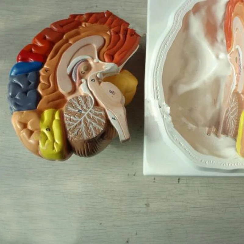 

210Mmx180Mmx180Mm Pvc Brain Model,Brain Function Area Model,Human Brain Anatomical Mode for School