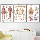 Система анатомии человеческого тела, карта, картины на холсте, художественные плакаты и принты, Настенная картина для научной медицины, декор комнаты