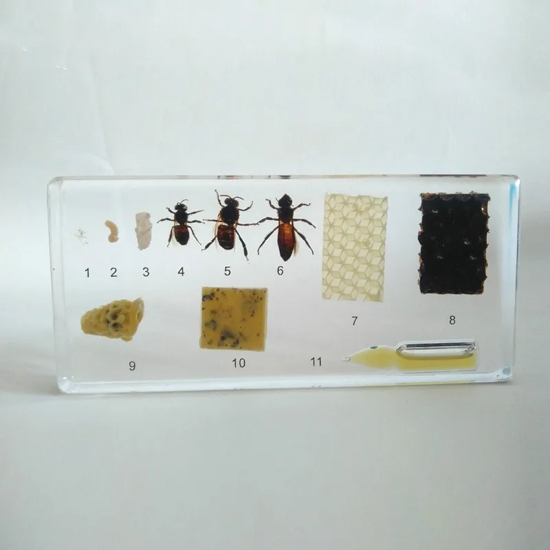 Life Cycle of Honey Growth and Development Resin Embedded Specimen