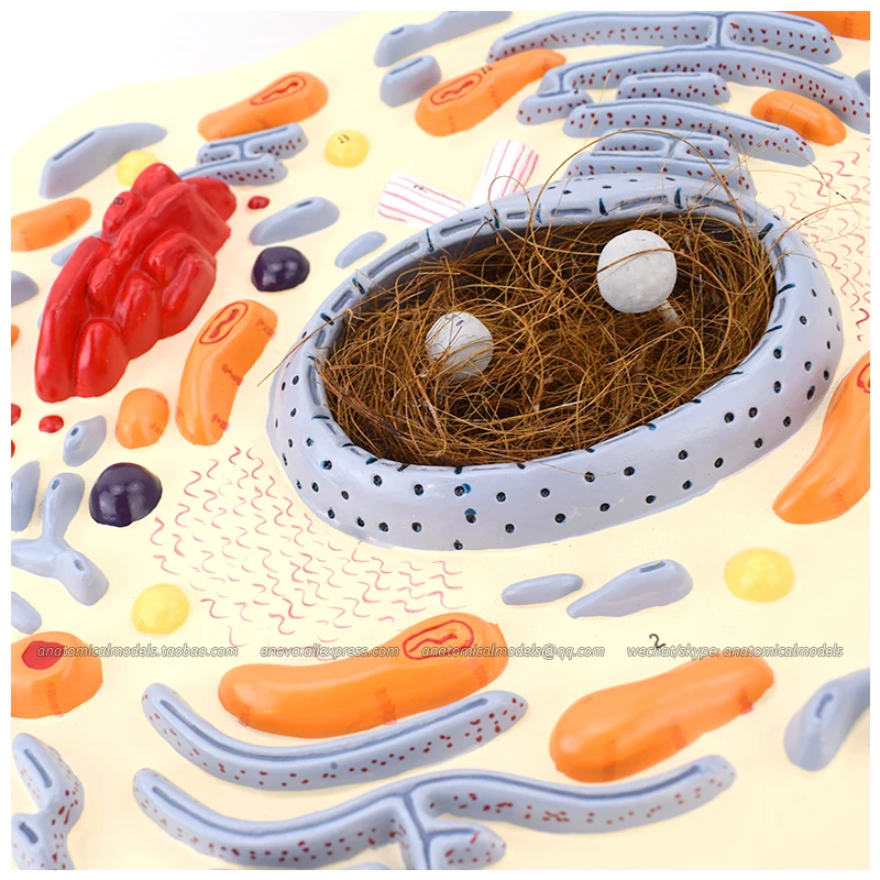 

12719 / Animal Cell Enlargement Model, Medical Anatomical Animal Model