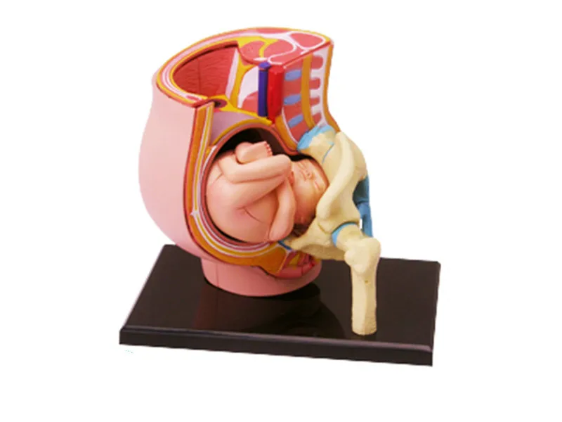 Gestation 4d мастер головоломка сборная игрушка тело человека анатомическая модель