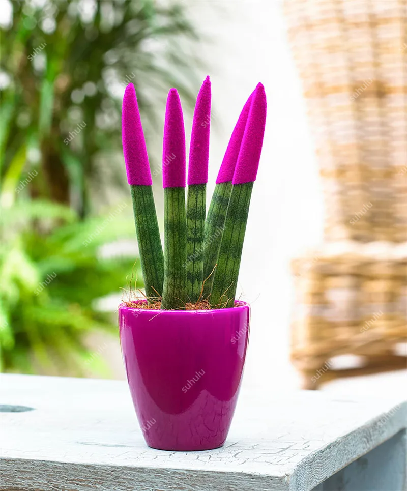 100 шт. искусственная сансевиерия| |