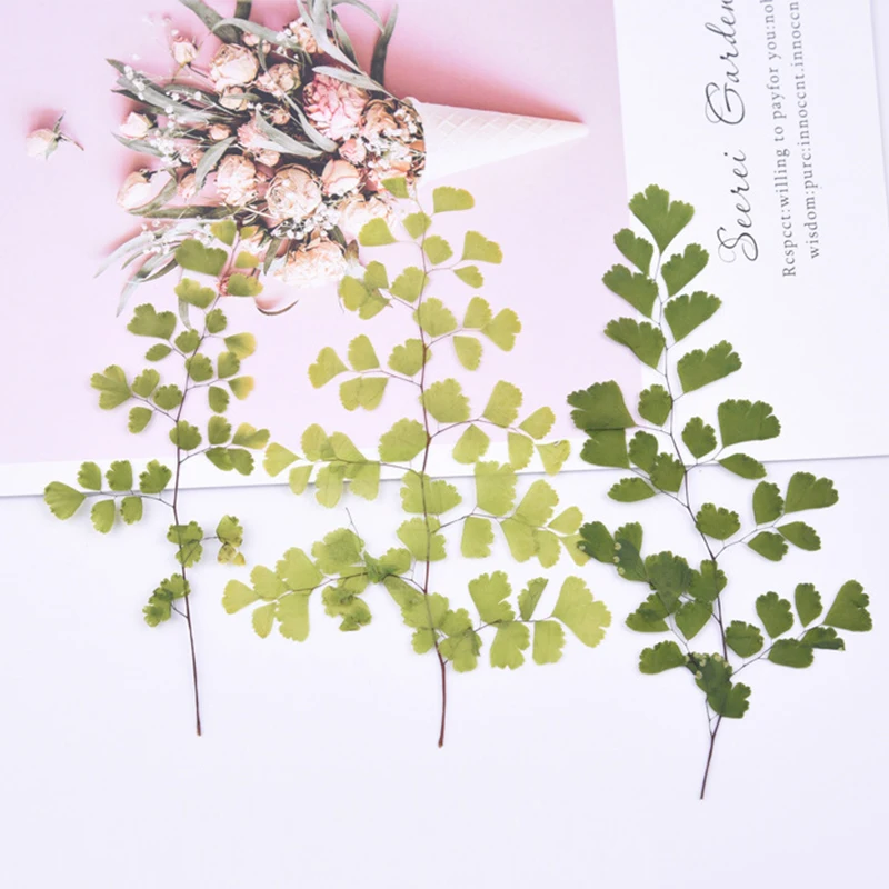 Maidenhair папоротник сено тиснение diy клей фотоальбом Закладка прессованный цветок
