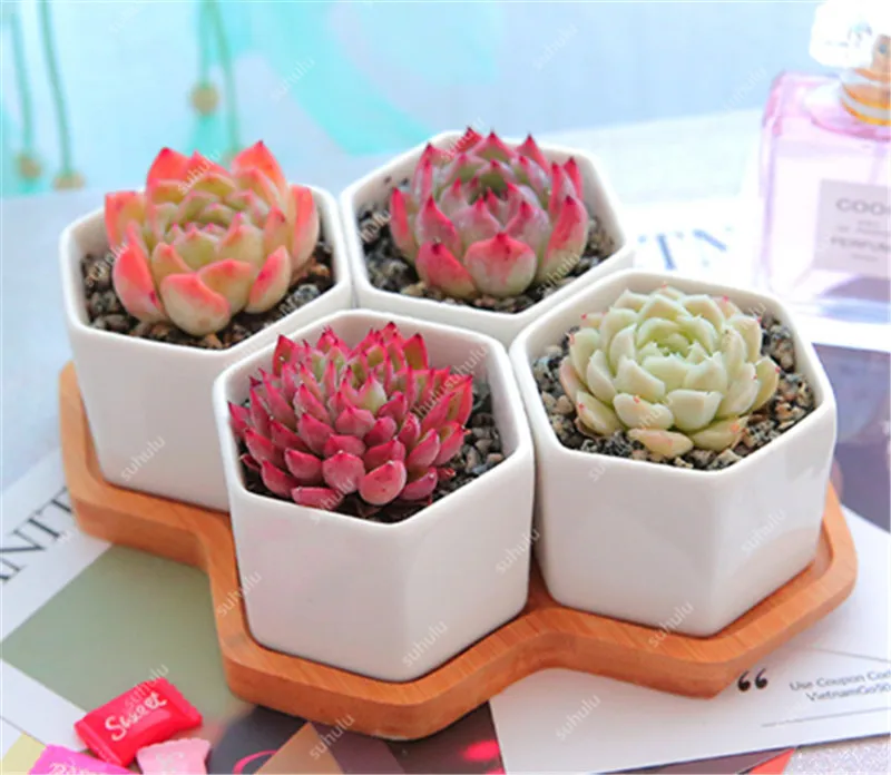 Литопс 300|Цветочные горшки и кадки| |