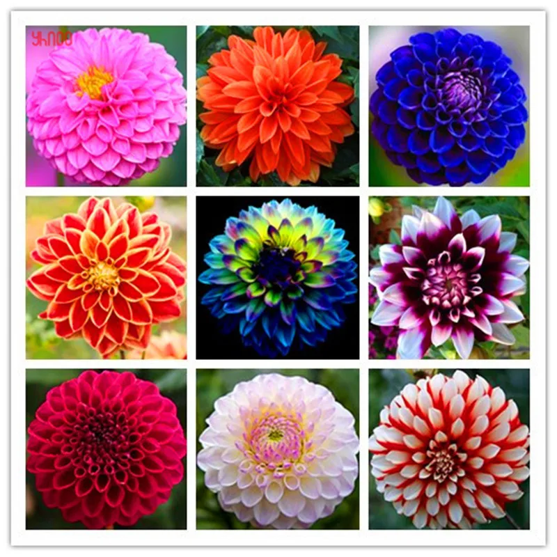 100 шт./упак. Dahlia цветочных растений, красивые и популярные цветок, бонсай для дома и сада и крыша здания, легко растить
