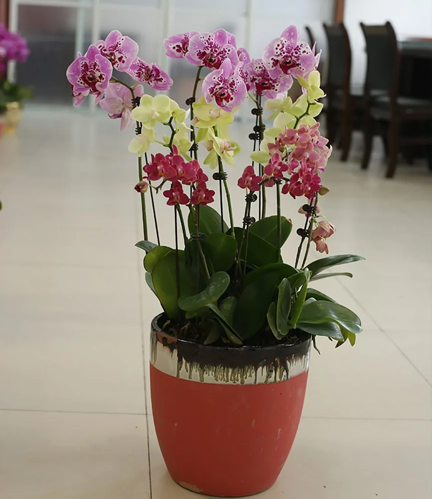 

Growing Trellising Supporting Flower Reusable Versatile Orchid Clip Gardening Phalaenopsis Clips