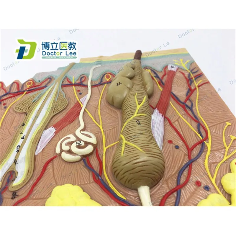Модель кожи увеличенная анатомическая модель в 50 раз для научных классов